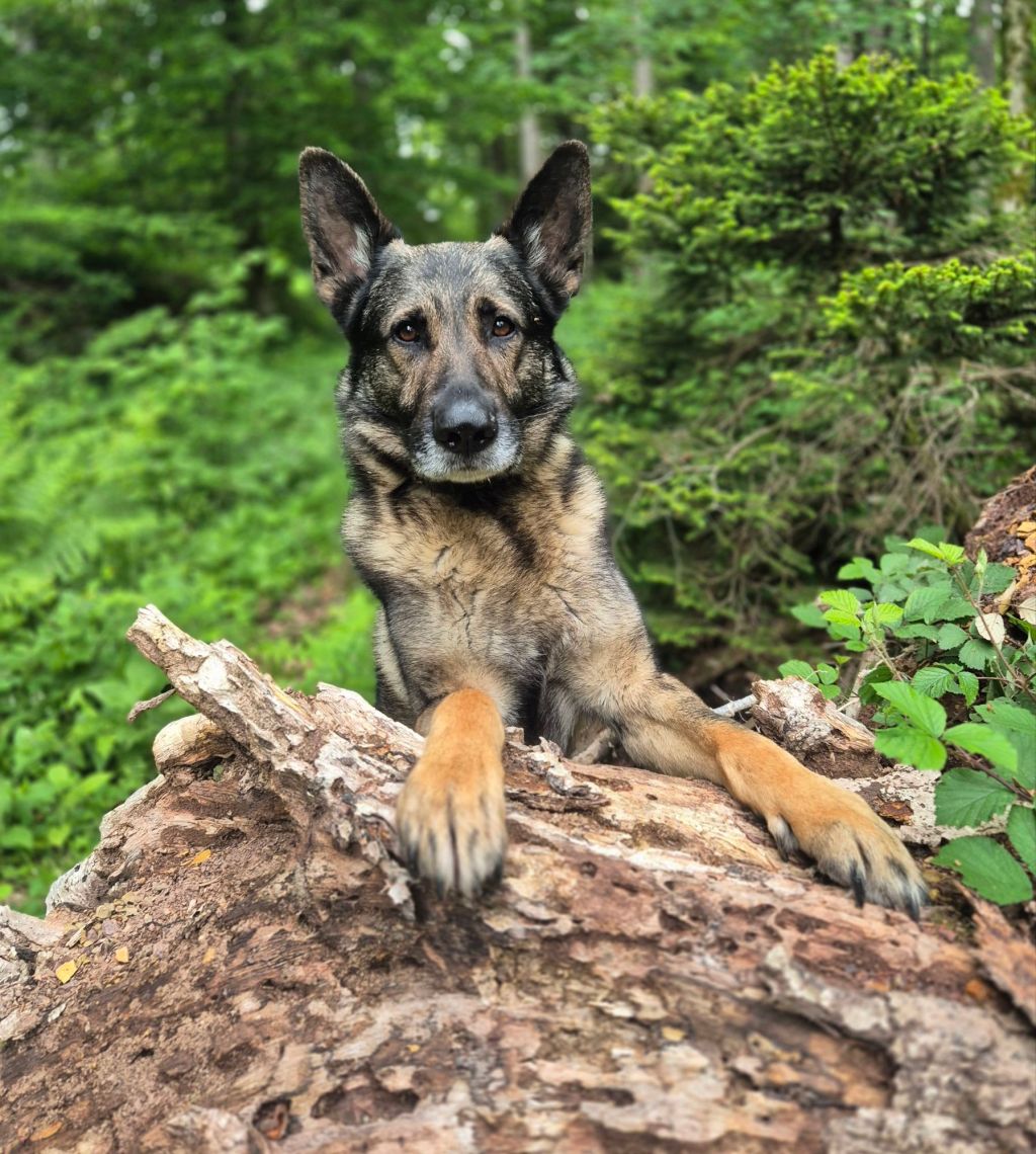 ZAKAJ V PASJO ŠOLO?